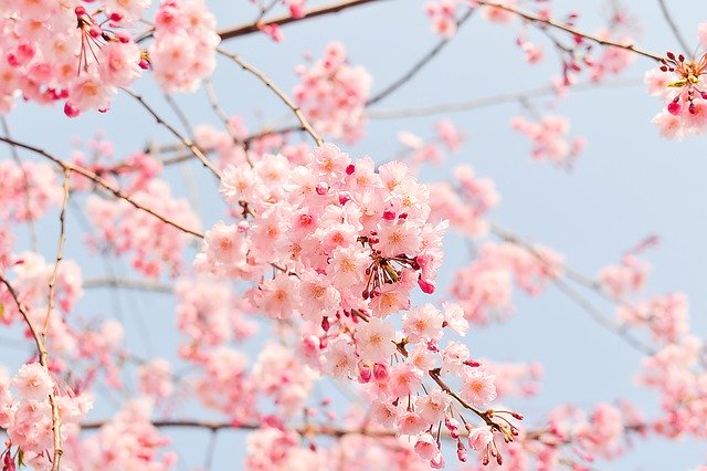 Cherry blossoms on closeup.