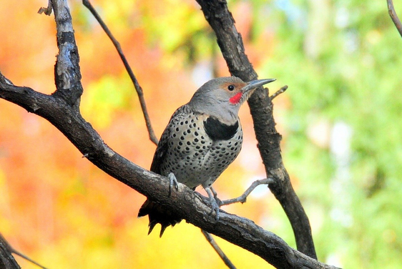 Northern flicker perched majestically on a branch.