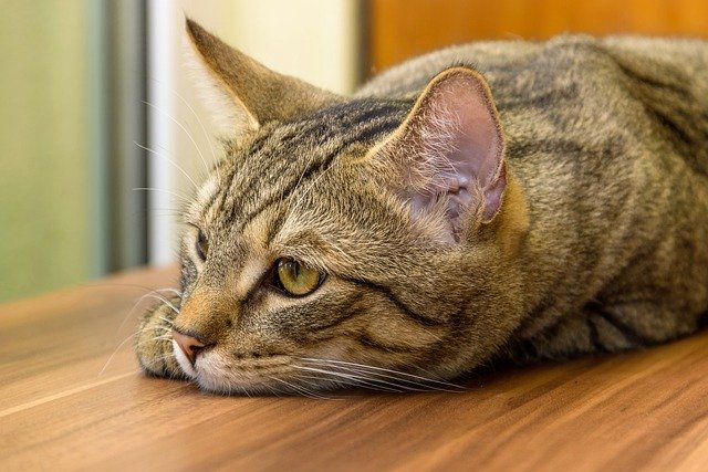 A cat on closeup.
