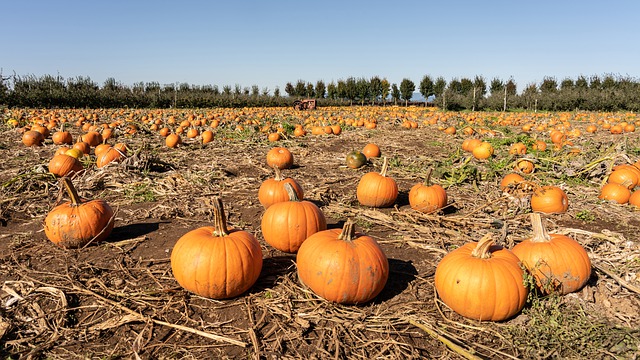 Traditional autumn pumpkins, capturing the spirit of fall.