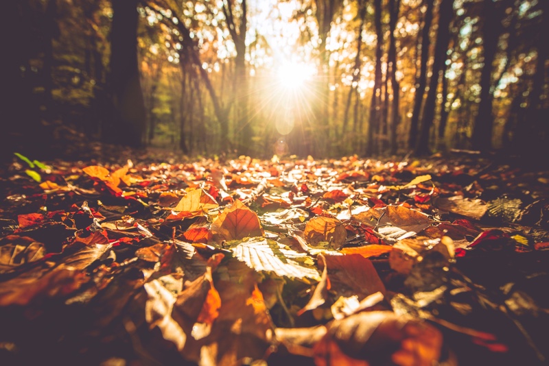Colorful autumn leaves scattered on the forest floor.