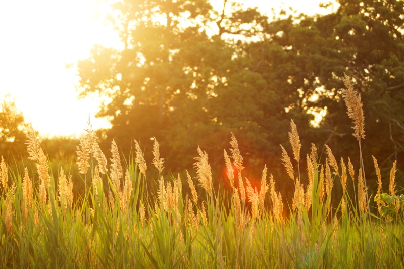 Sunlit tall grasses with distant trees.