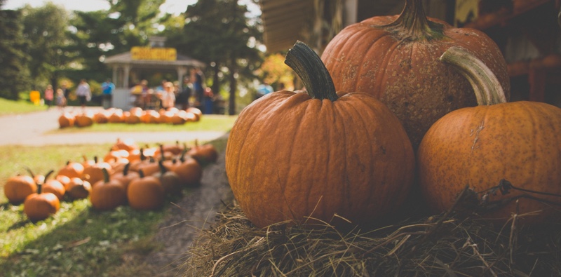 Traditional autumn pumpkins, capturing the spirit of fall.