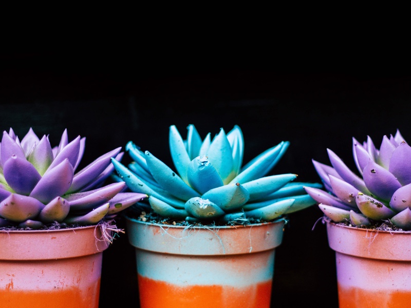 Colorful succulents in pots on dark background.
