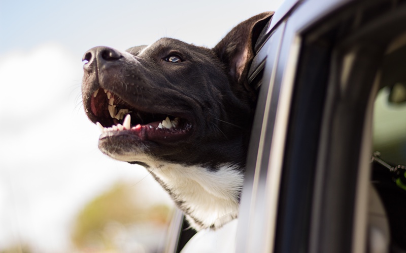 Dog peering out of a car window.
