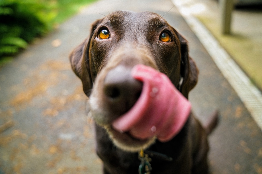 Brown dog on closeup.