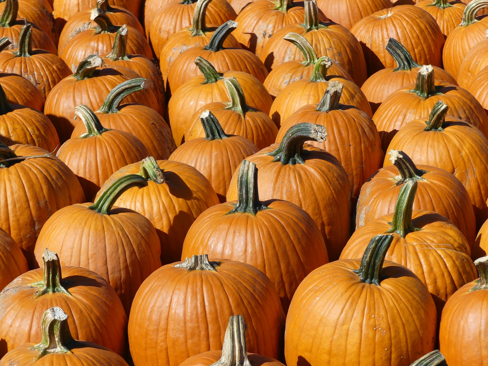 Collection of pumpkins on display.