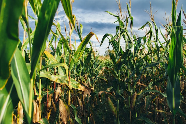 Field with corn stalks.