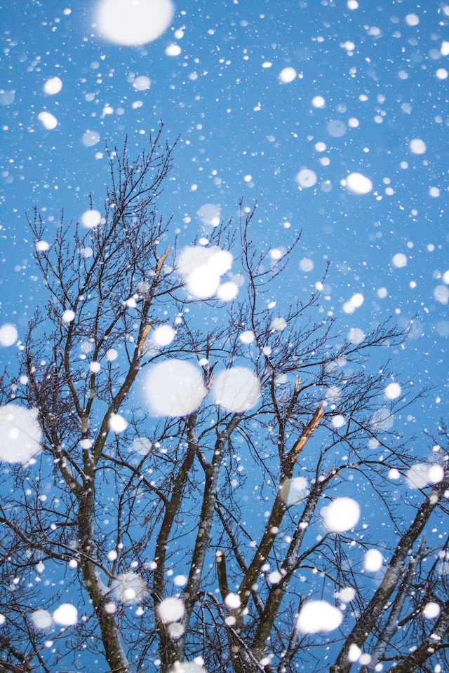 Snowy scene with bare tree branches at the background.