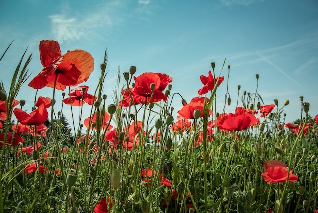 Red flowers with green stalks & leaves.